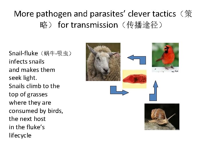 More pathogen and parasites’ clever tactics（策 略） for transmission（传播途径） Snail-fluke（蜗牛-吸虫） infects snails and makes