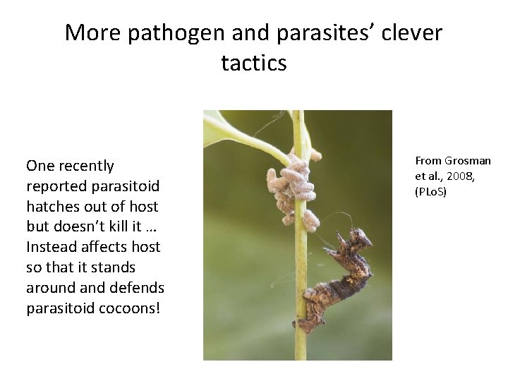 More pathogen and parasites’ clever tactics One recently reported parasitoid hatches out of host