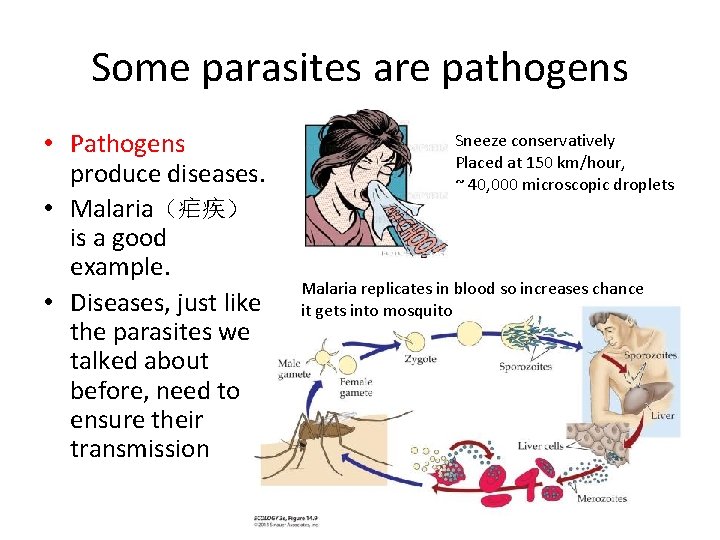 Some parasites are pathogens • Pathogens produce diseases. • Malaria（疟疾） is a good example.