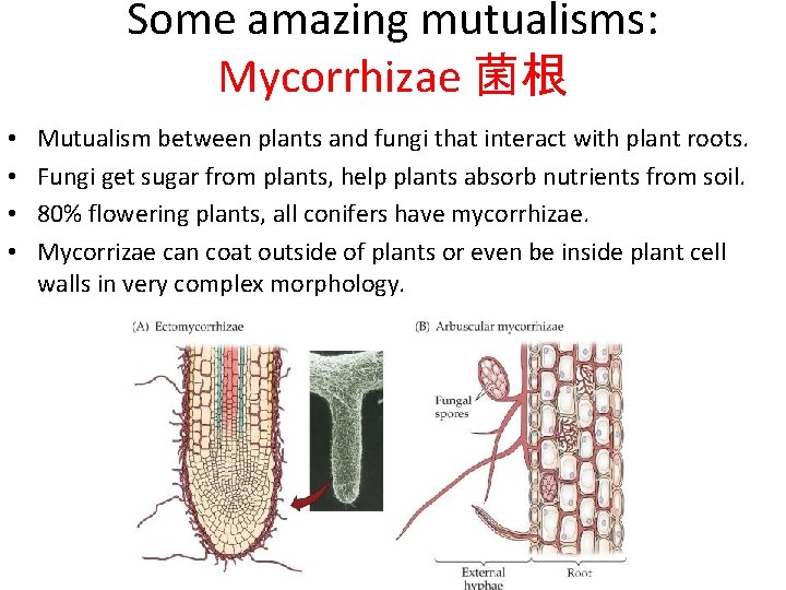 Some amazing mutualisms: Mycorrhizae 菌根 • • Mutualism between plants and fungi that interact
