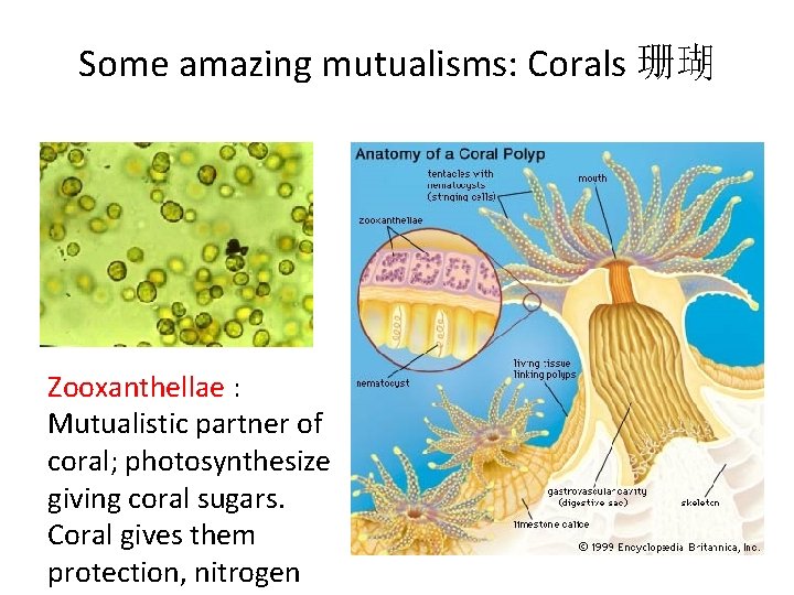 Some amazing mutualisms: Corals 珊瑚 Zooxanthellae : Mutualistic partner of coral; photosynthesize giving coral