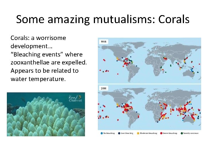 Some amazing mutualisms: Corals: a worrisome development… “Bleaching events” where zooxanthellae are expelled. Appears