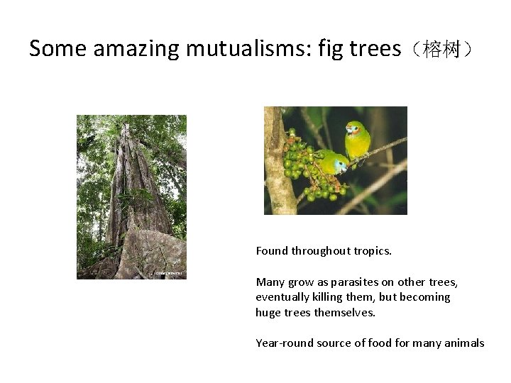 Some amazing mutualisms: fig trees（榕树） Found throughout tropics. Many grow as parasites on other