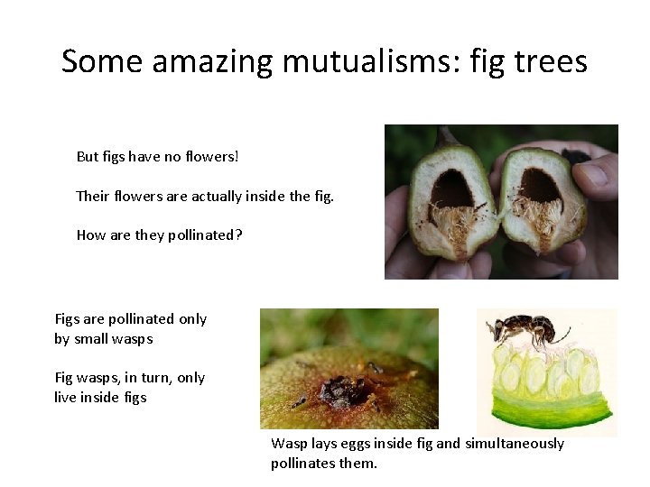 Some amazing mutualisms: fig trees But figs have no flowers! Their flowers are actually