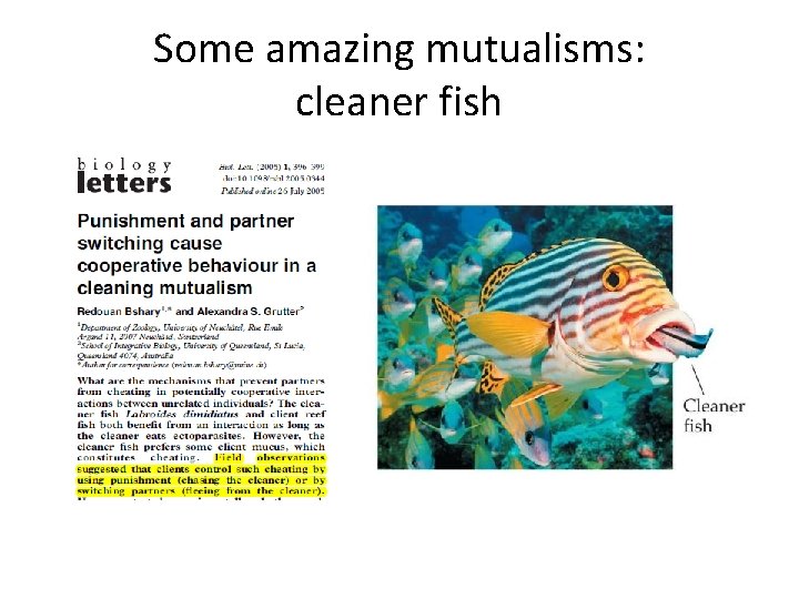 Some amazing mutualisms: cleaner fish 