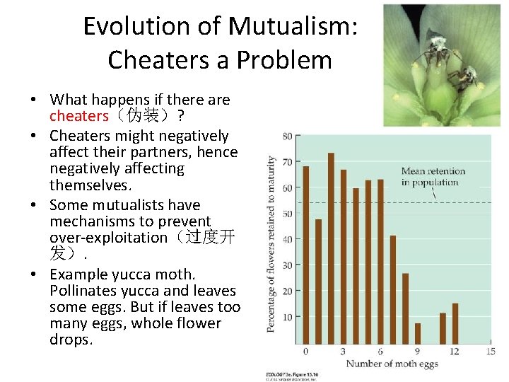 Evolution of Mutualism: Cheaters a Problem • What happens if there are cheaters（伪装）? •