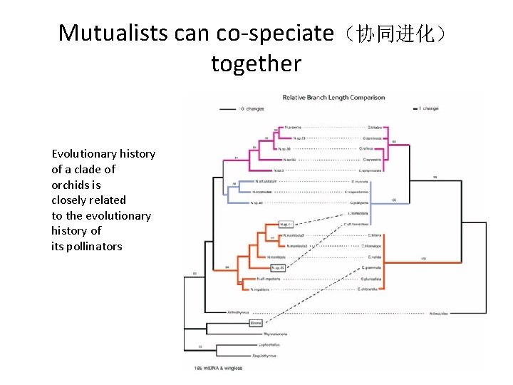 Mutualists can co-speciate（协同进化） together Evolutionary history of a clade of orchids is closely related