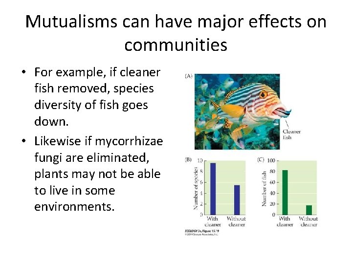 Mutualisms can have major effects on communities • For example, if cleaner fish removed,