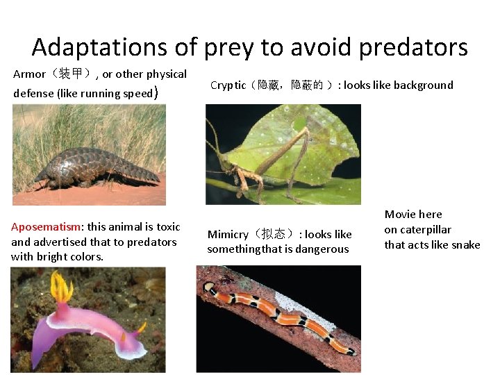 Adaptations of prey to avoid predators Armor（装甲）, or other physical defense (like running speed)