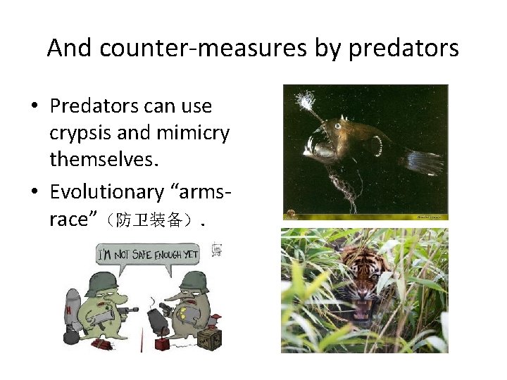 And counter-measures by predators • Predators can use crypsis and mimicry themselves. • Evolutionary
