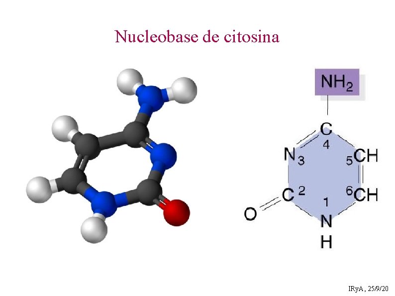Nucleobase de citosina IRy. A, 25/9/20 