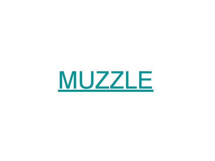 MUZZLE 