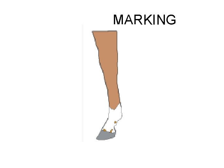 MARKING 