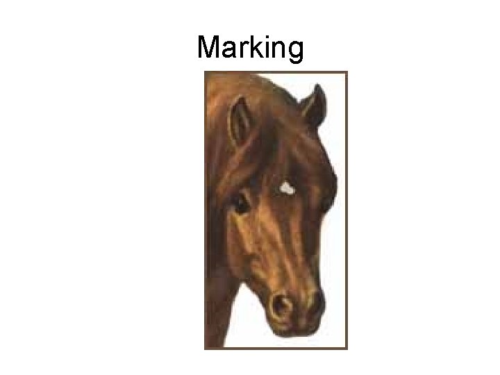 Marking 