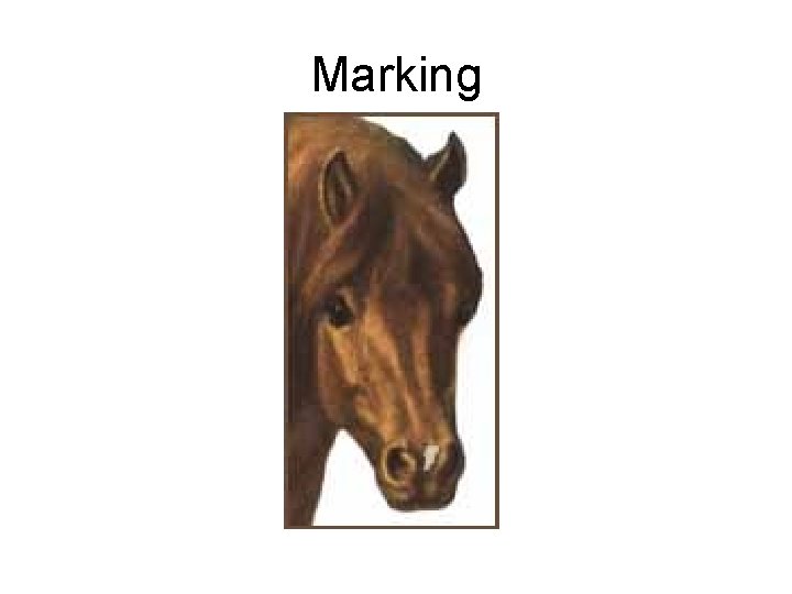 Marking 