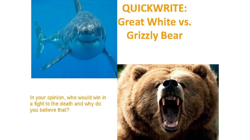 QUICKWRITE: Great White vs. Grizzly Bear In your opinion, who would win in a
