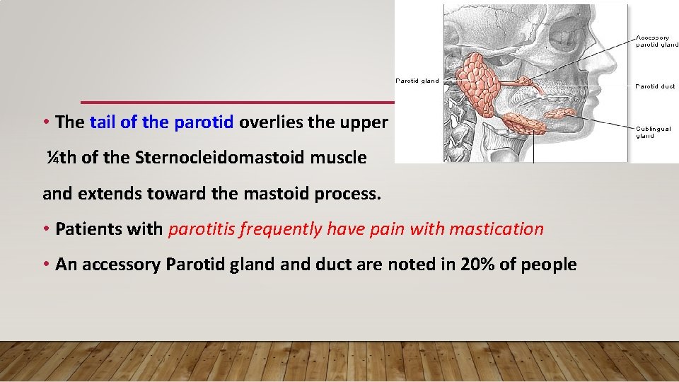  • The tail of the parotid overlies the upper ¼th of the Sternocleidomastoid