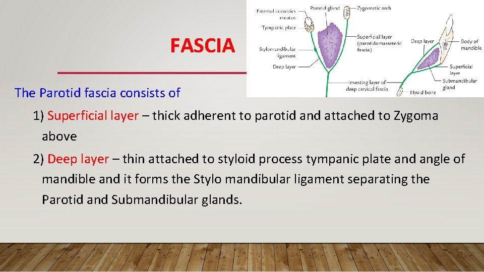 FASCIA The Parotid fascia consists of 1) Superficial layer – thick adherent to parotid