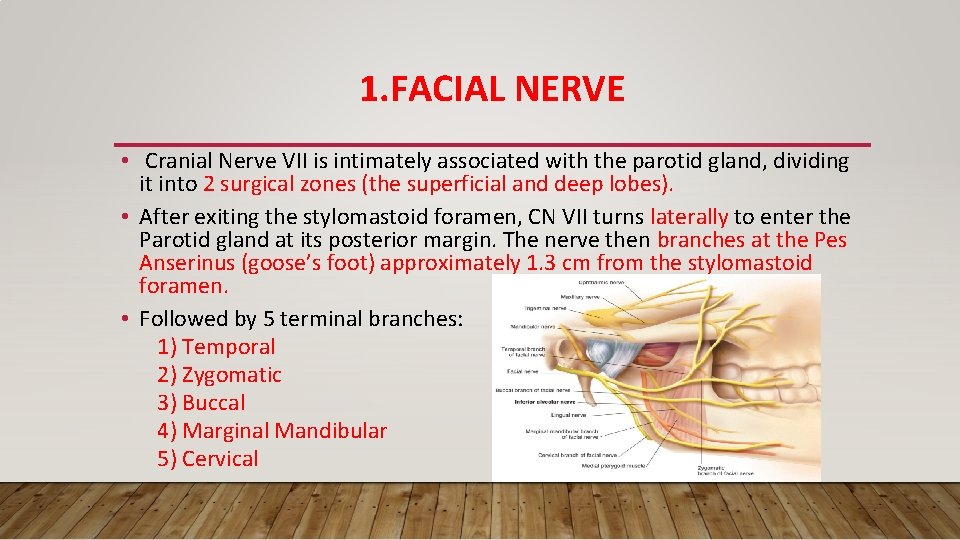 1. FACIAL NERVE • Cranial Nerve VII is intimately associated with the parotid gland,