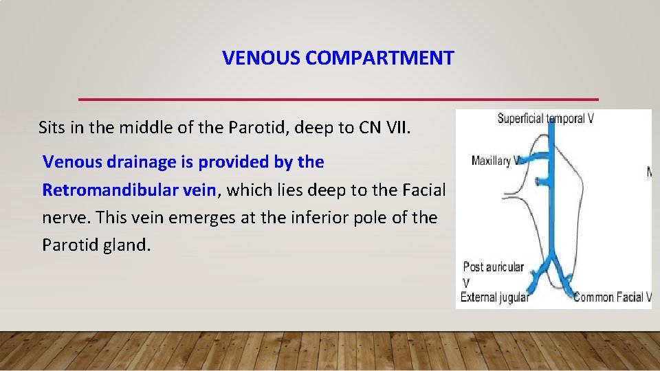 VENOUS COMPARTMENT Sits in the middle of the Parotid, deep to CN VII. Venous