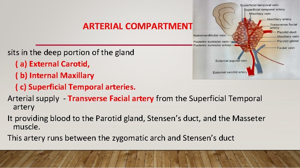 ARTERIAL COMPARTMENT sits in the deep portion of the gland ( a) External Carotid,