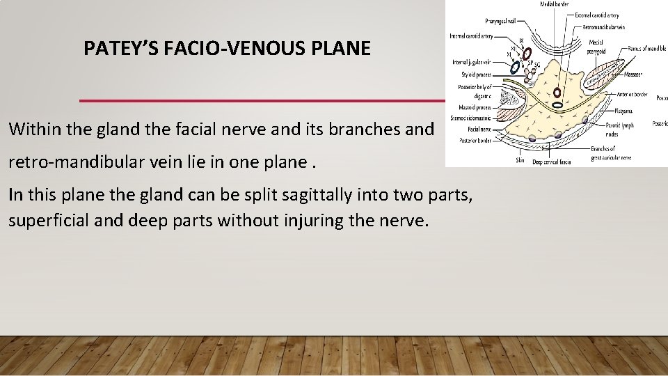 PATEY’S FACIO-VENOUS PLANE Within the gland the facial nerve and its branches and retro-mandibular