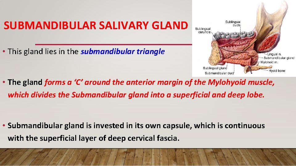 SUBMANDIBULAR SALIVARY GLAND • This gland lies in the submandibular triangle • The gland