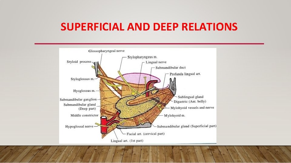 SUPERFICIAL AND DEEP RELATIONS 