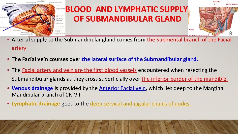 BLOOD AND LYMPHATIC SUPPLY OF SUBMANDIBULAR GLAND • Arterial supply to the Submandibular gland