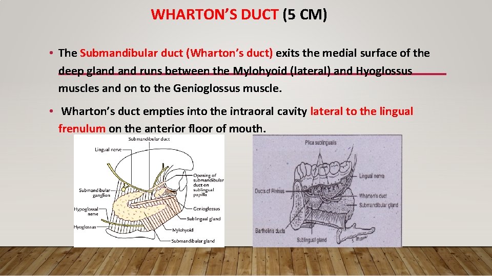 WHARTON’S DUCT (5 CM) • The Submandibular duct (Wharton’s duct) exits the medial surface