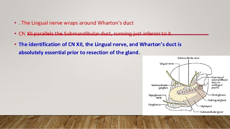 • . The Lingual nerve wraps around Wharton’s duct • CN XII parallels