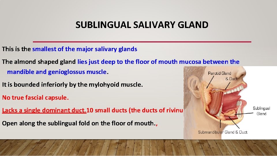 SUBLINGUAL SALIVARY GLAND This is the smallest of the major salivary glands The almond