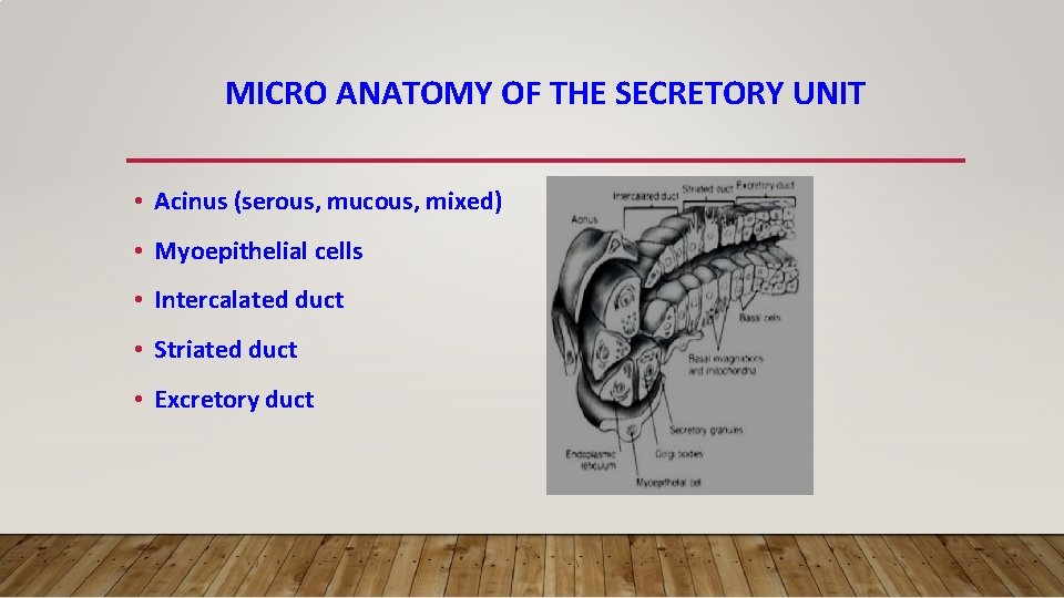 MICRO ANATOMY OF THE SECRETORY UNIT • Acinus (serous, mucous, mixed) • Myoepithelial cells