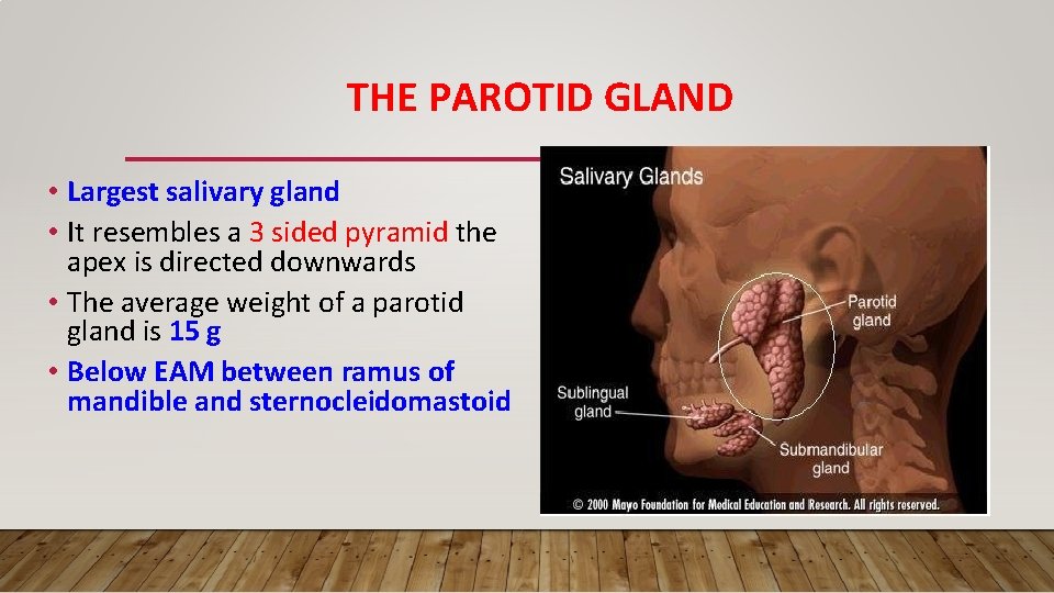 THE PAROTID GLAND • Largest salivary gland • It resembles a 3 sided pyramid