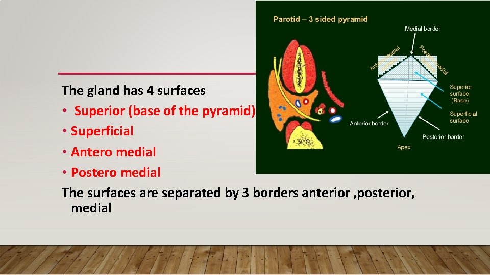 The gland has 4 surfaces • Superior (base of the pyramid) • Superficial •