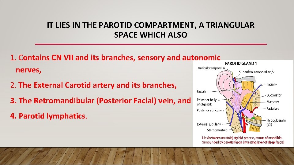 IT LIES IN THE PAROTID COMPARTMENT, A TRIANGULAR SPACE WHICH ALSO 1. Contains CN