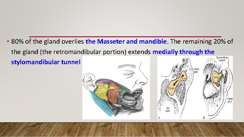  • 80% of the gland overlies the Masseter and mandible. The remaining 20%