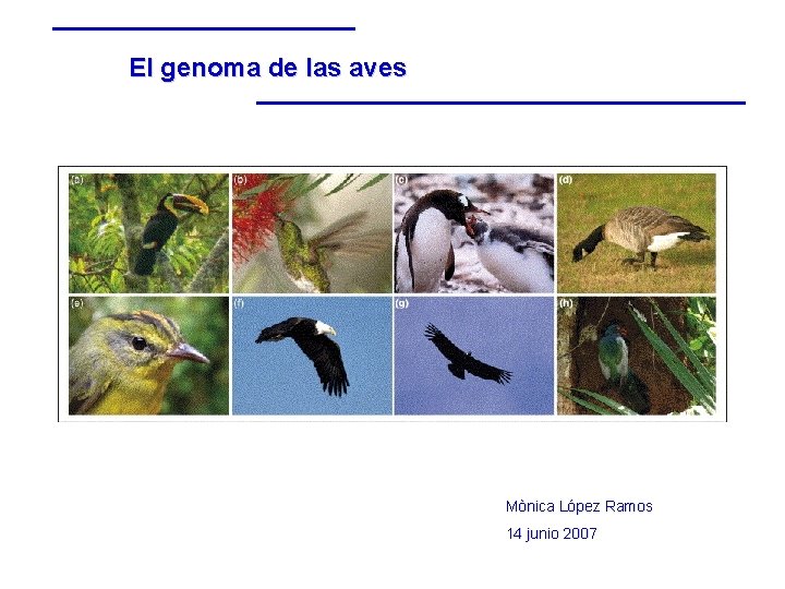 El genoma de las aves Mònica López Ramos 14 junio 2007 El genoma de las aves Mònica López Ramos 14 junio 2007