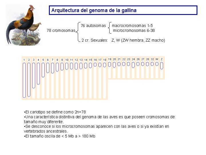 Arquitectura del genoma de la gallina 76 autosomas 78 cromosomas macrocromosomas 1 -5 microcromosomas Arquitectura del genoma de la gallina 76 autosomas 78 cromosomas macrocromosomas 1 -5 microcromosomas