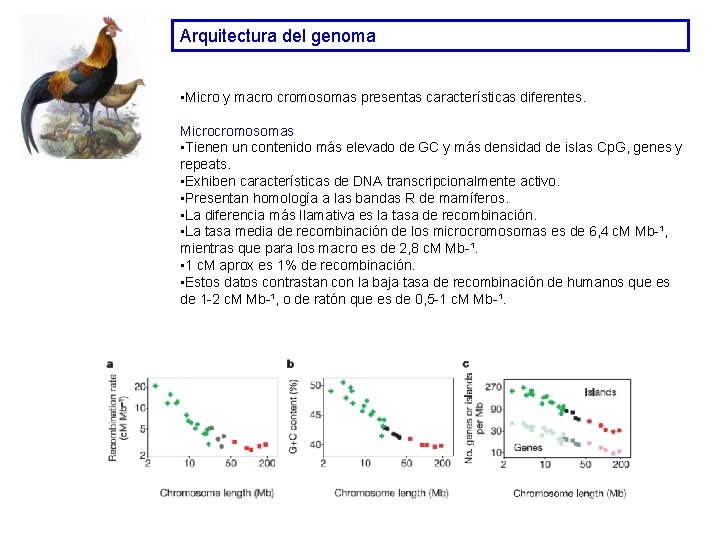 Arquitectura del genoma • Micro y macro cromosomas presentas características diferentes. Microcromosomas • Tienen Arquitectura del genoma • Micro y macro cromosomas presentas características diferentes. Microcromosomas • Tienen