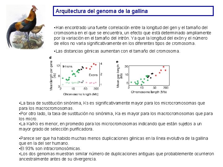 Arquitectura del genoma de la gallina • Han encontrado una fuerte correlación entre la Arquitectura del genoma de la gallina • Han encontrado una fuerte correlación entre la