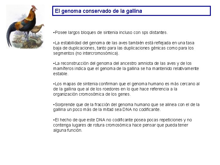 El genoma conservado de la gallina • Posee largos bloques de sintenia incluso con El genoma conservado de la gallina • Posee largos bloques de sintenia incluso con