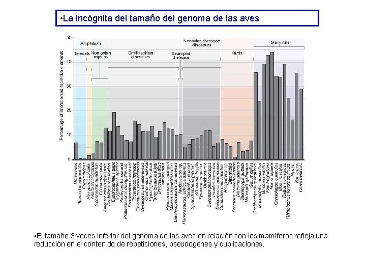 • La incógnita del tamaño del genoma de las aves • El tamaño • La incógnita del tamaño del genoma de las aves • El tamaño