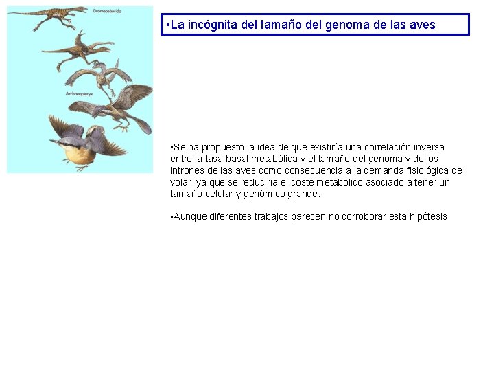• La incógnita del tamaño del genoma de las aves • Se ha • La incógnita del tamaño del genoma de las aves • Se ha