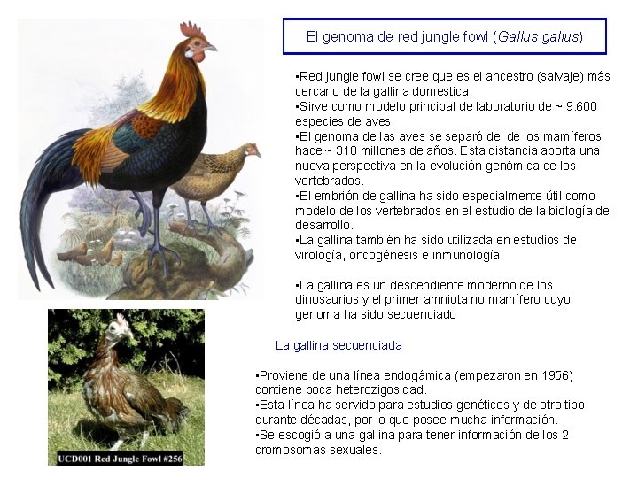 El genoma de red jungle fowl (Gallus gallus) • Red jungle fowl se cree El genoma de red jungle fowl (Gallus gallus) • Red jungle fowl se cree