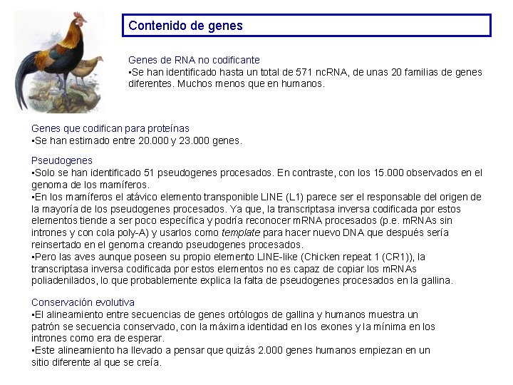 Contenido de genes Genes de RNA no codificante • Se han identificado hasta un Contenido de genes Genes de RNA no codificante • Se han identificado hasta un