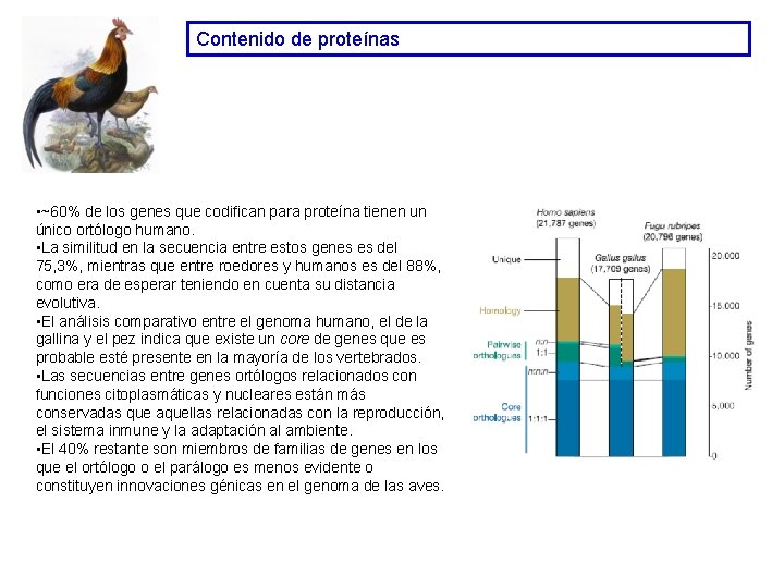 Contenido de proteínas • ~60% de los genes que codifican para proteína tienen un Contenido de proteínas • ~60% de los genes que codifican para proteína tienen un