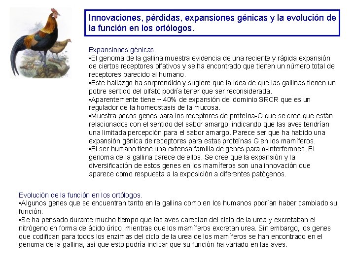 Innovaciones, pérdidas, expansiones génicas y la evolución de la función en los ortólogos. Expansiones Innovaciones, pérdidas, expansiones génicas y la evolución de la función en los ortólogos. Expansiones