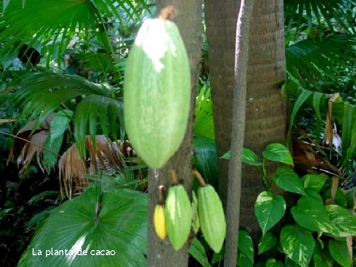 La planta de cacao 