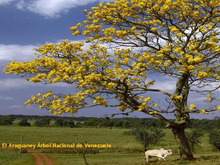El Araguaney Árbol Nacional de Venezuela 